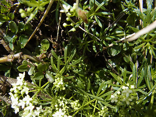 Galium anisophyllon