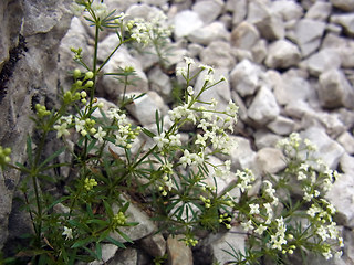 Galium anisophyllon