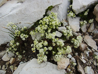 Galium anisophyllon