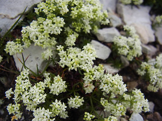 Galium anisophyllon