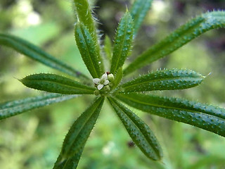 Galium aparine