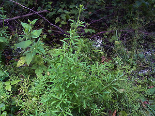 Galium aparine