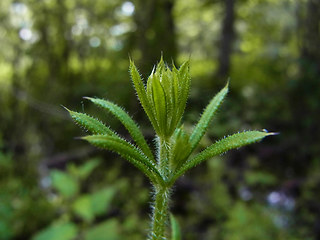 Galium aparine