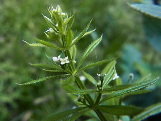 Galium aparine