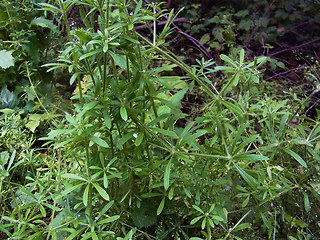 Galium aparine