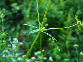 Galium palustre