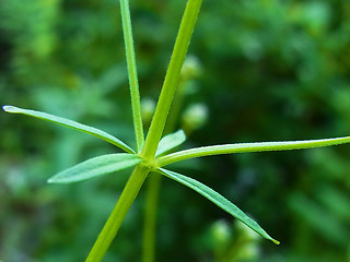 Galium palustre