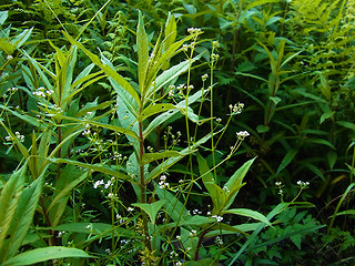 Galium palustre