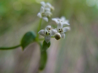 Galium rotundifolium