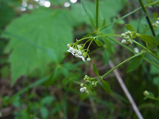 Galium rotundifolium