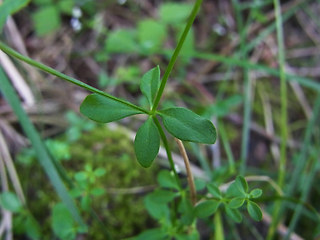 Galium rotundifolium