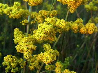 Galium verum