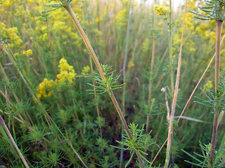 Galium verum