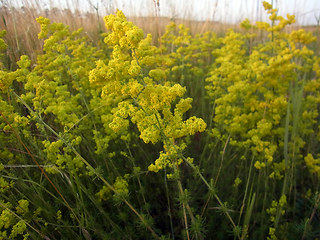 Galium verum