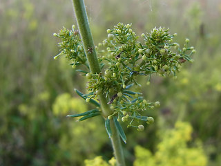 Galium verum