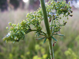 Galium verum