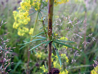 Galium verum