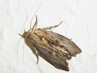 Galleria mellonella