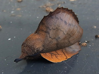 Gastropacha quercifolia