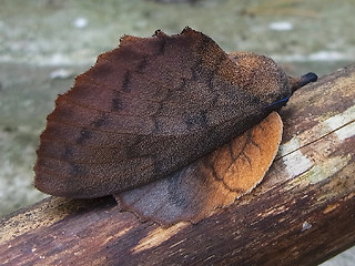 Gastropacha quercifolia