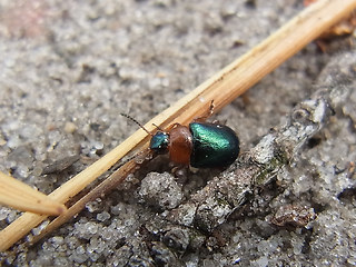 Gastrophysa polygoni