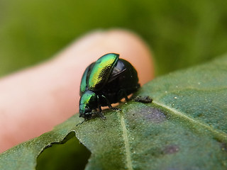 Gastrophysa viridula