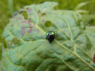 Gastrophysa viridula