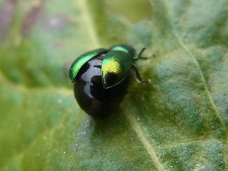 Gastrophysa viridula