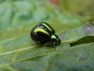 Gastrophysa viridula