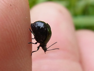 Gastrophysa viridula