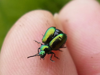 Gastrophysa viridula