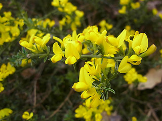 Genista pilosa