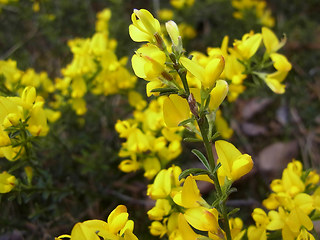 Genista pilosa