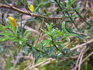 Genista pilosa