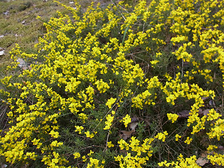 Genista pilosa