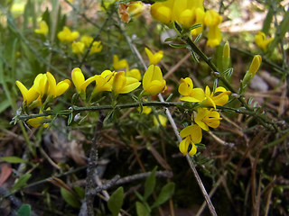 Genista pilosa