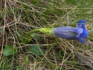 Gentiana acaulis