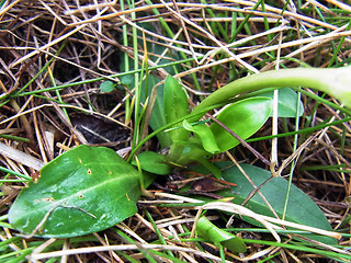 Gentiana acaulis