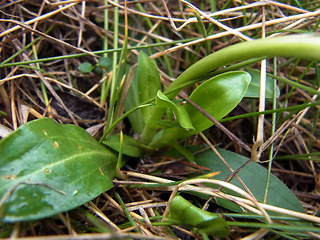 Gentiana acaulis