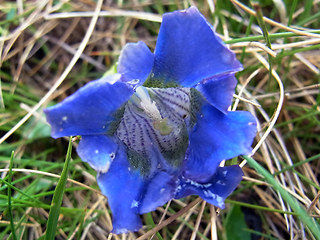 Gentiana acaulis