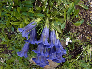 Gentiana acaulis