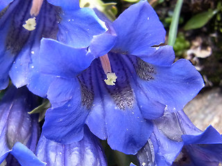 Gentiana acaulis