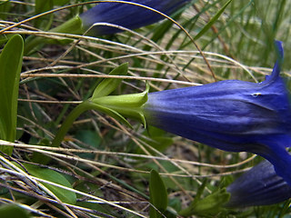 Gentiana acaulis