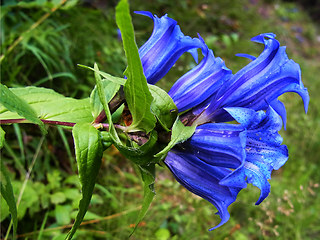 Gentiana asclepiadea