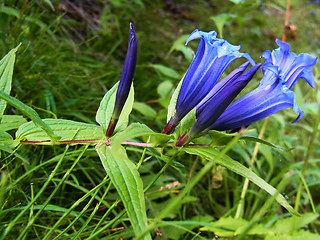 Gentiana asclepiadea