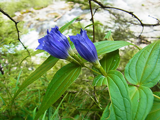 Gentiana asclepiadea