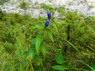 Gentiana asclepiadea