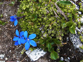 Gentiana orbicularis