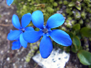 Gentiana orbicularis