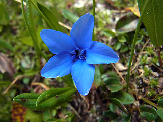 Gentiana orbicularis